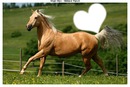 cheval//love