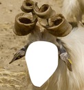 goat horn