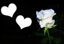 rose blanche et coeurs