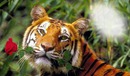 Álmodozó tigris