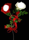 rosas blanca y roja