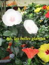 BELLES FLEURS