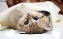 chaton de cout de foudre