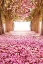 Forêt rose