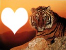 tigre amoureux