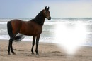 chevaux arabe