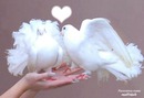 amour de colombes