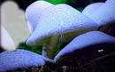cogumelos 2