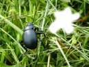 le scarabé