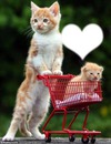 l'amour entre chaton