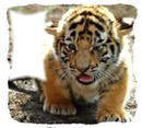 tigre  1 photo