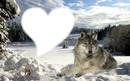 Coeur de loup