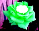 rose de jade