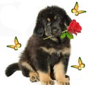 un chien avec une rose dans sa gueule et 3 papillons 1 photo