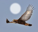aguila real