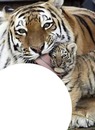 tigre et son bebe