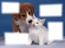 Batalha de pets (facebook)