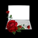 rosa roja sobre laptop.