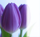 Big Purple Tulips