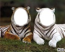 tigree