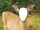 biche sauvage et farouche