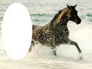 cavalo na praia