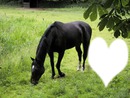 cheval de coeur