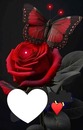 Rose papillon