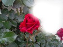 rose d'amour