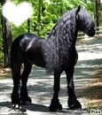 !! Black Horse !!