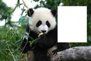 osoito panda