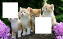XD CATS LOVE