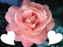 Rose d 'amour
