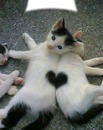 coeur de chaton