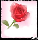 magnifique rose