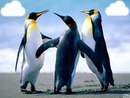 les pingouins en folie