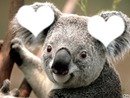 love koala