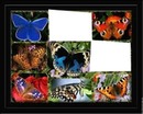 cadre papillons