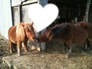 love poney