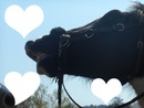 Kochać Konie