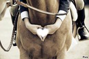 cheval coeur