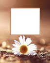 marco en fondo marrón y flor blanca.