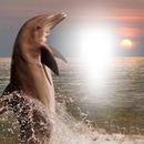 Atardecer con delfin