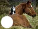 Cheval et chat 2