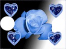 rose bleu coeur