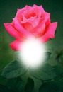 Cc Rosa rosa