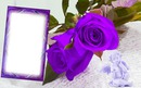 Cadre purple