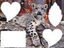 un amour de léopard