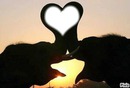 Coeur d'éléphant