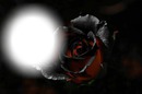 rose rouge et noir